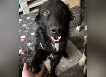 schüchterner lieber Hütehund Mischling Bean sucht ein Zuhause