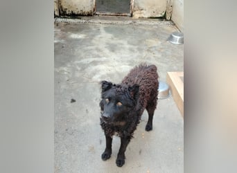 Inteligenter kroatischer Schäferhund Sky sucht seine Menschen