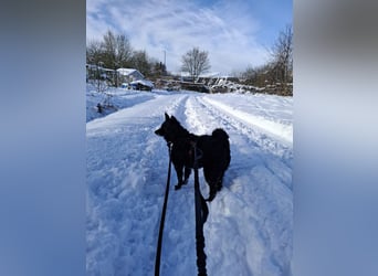 Zückersüße Dona sucht ihr Kuschelkörbchen