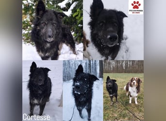 Wuschelkopf Cortesse sucht sein Kuschelkörbchen