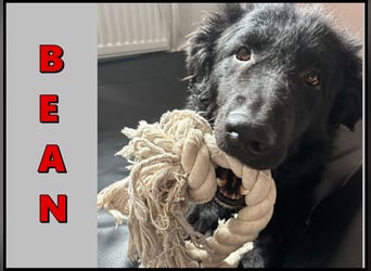 schüchterner lieber Hütehund Mischling Bean sucht ein Zuhause