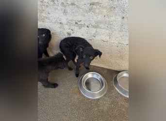 Notfall Welpe Yuna sucht ein Zuhause oder Pflegestelle
