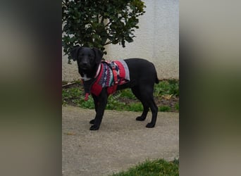 Zarter Mischlingswelpe Vigo sucht seine Menschen