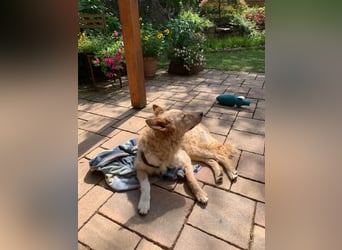 Liebenswerter kroatischer Schäferhund Luca sucht seine Menschen