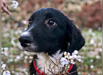 süßer Welpe Mischlings-Rüde Bop sucht ein Zuhause im Glück