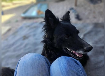 zauberhafte kroatische Schäferhund Mischlings-Hündin Dona sucht ihre Menschen