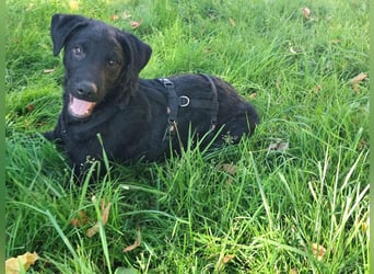 Kleiner Welpe Lino, kroatischer Schäferhund, sucht sein zuhause