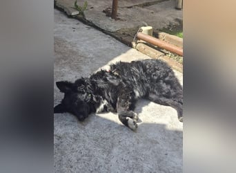 Aktiver kroatischer Schäferhund Franjo sucht seine Familie