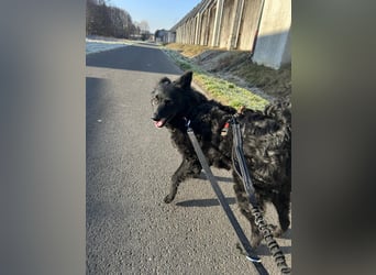 Zückersüße Dona sucht ihr Kuschelkörbchen