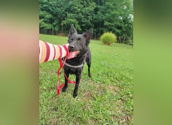 Pippa kroatischer Schäferhund Mischling Hündin sucht Zuhause für immer