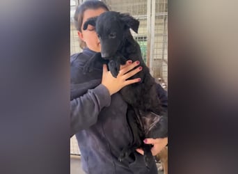 Notfall Welpe Yuna sucht ein Zuhause oder Pflegestelle