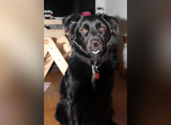 junger aktiver Mischlings-Rüde JarJar sucht eine Familie