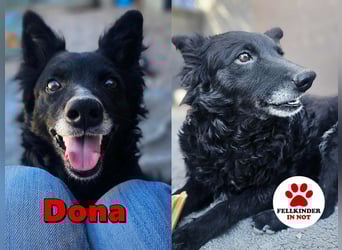 zauberhafte kroatische Schäferhund Mischlings-Hündin Dona sucht ihre Menschen