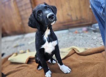 süßer Welpe Mischlings-Rüde Boo sucht ein Zuhause im Glück