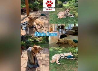 Liebenswerter kroatischer Schäferhund Luca sucht seine Menschen