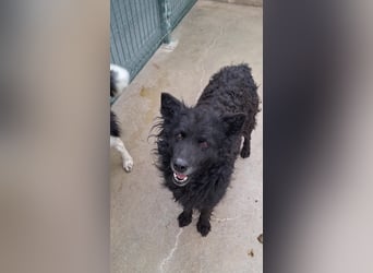 zauberhafte kroatische Schäferhund Hündin Bella sucht ihre Menschen