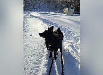 Zückersüße Dona sucht ihr Kuschelkörbchen