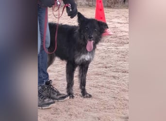 Sportlicher kroatischer Schäferhund Cortesse sucht sein zuhause