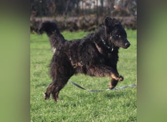 lieber Junghund Vigo sucht seine Familie, Schäferhund, Hütehund