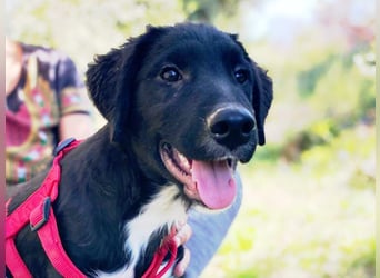 süßer Welpe Mischlings-Rüde Boo sucht ein Zuhause im Glück