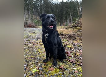 junger aktiver Mischlings-Rüde JarJar sucht eine Familie