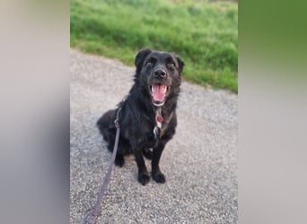 junger aktiver Mischlings-Rüde JarJar sucht eine Familie