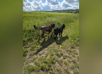 Sportlicher kroatischer Schäferhund Cortesse sucht sein zuhause