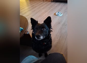 Zückersüße Dona sucht ihr Kuschelkörbchen