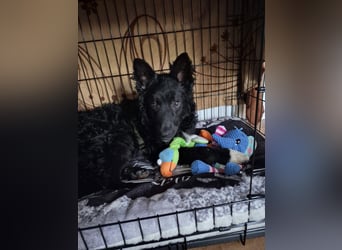 Aktiver kroatischer Schäferhund Franjo sucht seine Familie