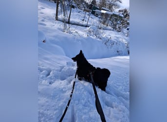 Zückersüße Dona sucht ihr Kuschelkörbchen