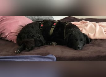 Arabica liebe kroatischer Schäferhund Mischlingshündin Mischling Hündin Junghund sucht Zuhause