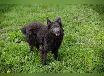 PRISKA - wer zeigt der ängstlichen Hündin, wie schön ein Hundeleben sein kann?