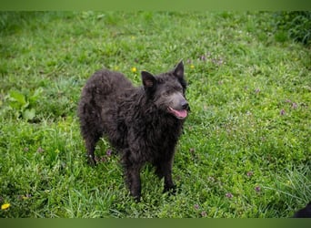 PRISKA - wer zeigt der ängstlichen Hündin, wie schön ein Hundeleben sein kann?