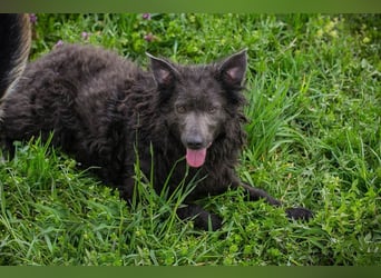PRISKA - wer zeigt der ängstlichen Hündin, wie schön ein Hundeleben sein kann?