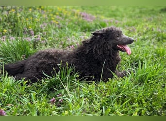 PRISKA - wer zeigt der ängstlichen Hündin, wie schön ein Hundeleben sein kann?