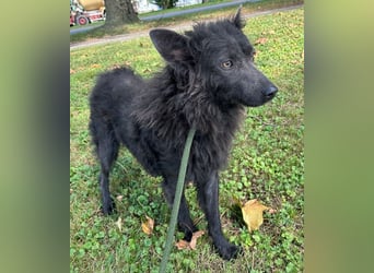 PRISKA - wer zeigt der ängstlichen Hündin, wie schön ein Hundeleben sein kann?