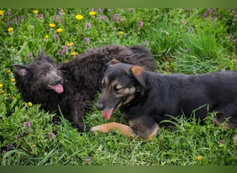 PRISKA - wer zeigt der ängstlichen Hündin, wie schön ein Hundeleben sein kann?