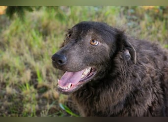HARDY - der aufgeschlossene junge Rüde freut sich auf ein tolles Zuhause!