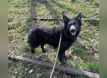 PRISKA - wer zeigt der ängstlichen Hündin, wie schön ein Hundeleben sein kann?