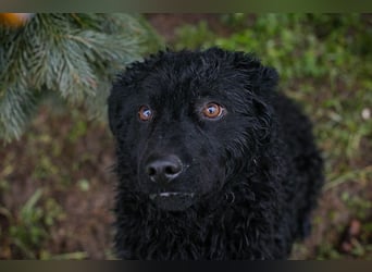 COBY - wer schenkt mir sein Herz und ein tolles Für-Immer Zuhause?