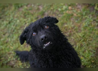 COBY - wer schenkt mir sein Herz und ein tolles Für-Immer Zuhause?