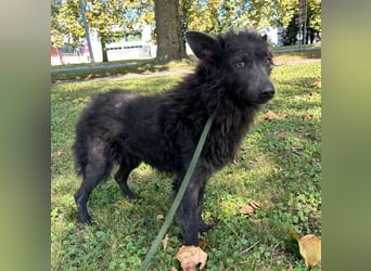 PRISKA - wer zeigt der ängstlichen Hündin, wie schön ein Hundeleben sein kann?