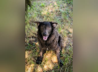 HARDY - der aufgeschlossene junge Rüde freut sich auf ein tolles Zuhause!