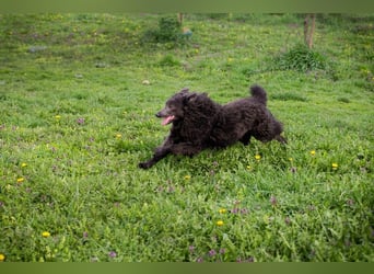 PRISKA - wer zeigt der ängstlichen Hündin, wie schön ein Hundeleben sein kann?