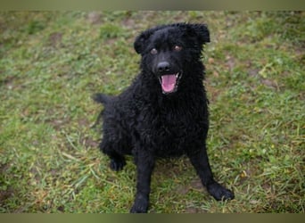 COBY - wer schenkt mir sein Herz und ein tolles Für-Immer Zuhause?