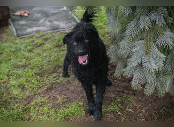 Chip-Nr. 259255 - wer schenkt mir sein Herz und ein tolles Für-Immer Zuhause?