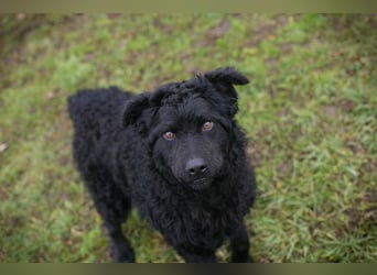 Chip-Nr. 259187 - ich freue mich auf tolle Abenteuer mit meiner Familie!