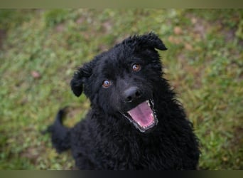 COBY - wer schenkt mir sein Herz und ein tolles Für-Immer Zuhause?