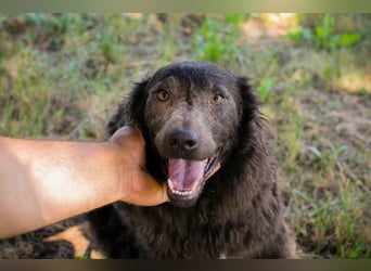 HARDY - der aufgeschlossene junge Rüde freut sich auf ein tolles Zuhause!
