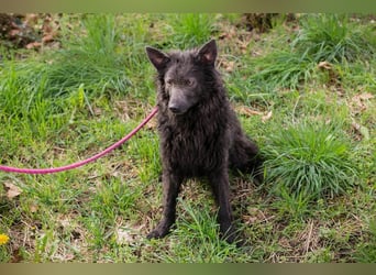 PRISKA - wer zeigt der ängstlichen Hündin, wie schön ein Hundeleben sein kann?